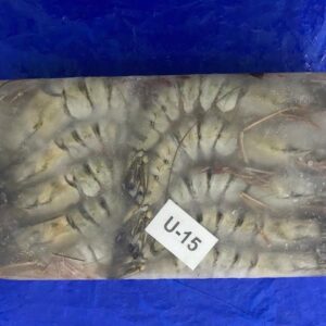 Black Tiger Shrimp From India Frozen Export Premium Economical Head On IQF Block Raw
