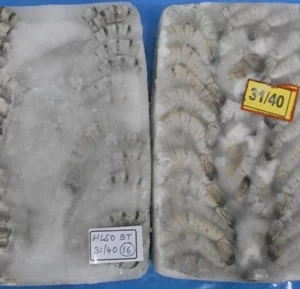 Black-Tiger-Shrimp-From-India-Frozen-Export-Premium-Economical-Best-Exporter-IQF-Block-Raw-2